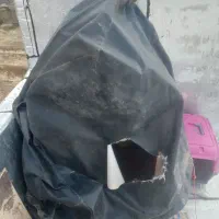 سگ نژاد شیتزو|سگ|سنندج, |دیوار