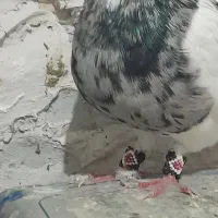 کبوتر کفتر طوقی