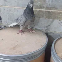 کبوتر سرور خال سیاه دمسفید کبوتر شهرستان|پرنده|کرج, برغان|دیوار