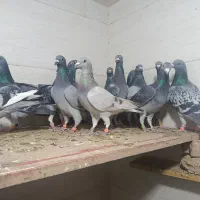 کبوتر پلاکی