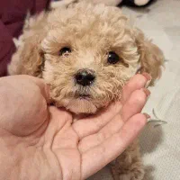 سگ توی پودل|سگ|بندرعباس, |دیوار