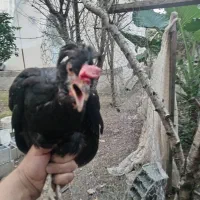 مرغ گلین|حیوانات مزرعه|رشت, بیجارپس|دیوار