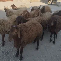تعدادی گوسفندبرای فروش دارم9عددماده دوتا و هستند|حیوانات مزرعه|صحنه, |دیوار