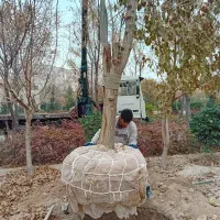 جابه‌ جایی و فروش درختان بن‌ بالا