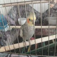 عروس هلندی