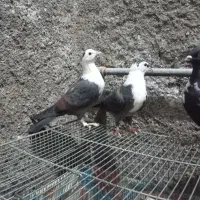 کلاغ کربلایی|پرنده|مشهد, شهرک شیرین|دیوار