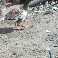 غاز|حیوانات مزرعه|باوی, |دیوار