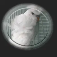 مرغ عشق پروانه ای دوگُل