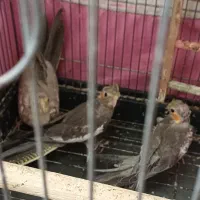 سه تا عروس هلندی به فروش می‌رسد