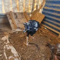 خروس|حیوانات مزرعه|ری, شهرک نظامی|دیوار