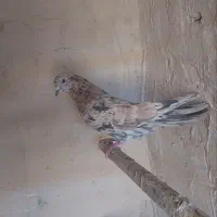 سرور  زرد و سینماش دمب سفید مایه کفتر