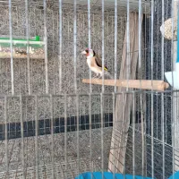 فروش سهره نره 3 ساله مست مست