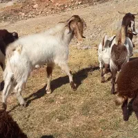 نر بز نژدی|حیوانات مزرعه|بروجرد, |دیوار