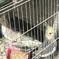 عروس هلندی نرو ماده