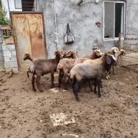 بره گوسفند ۱۰ تا|حیوانات مزرعه|قائمشهر, |دیوار