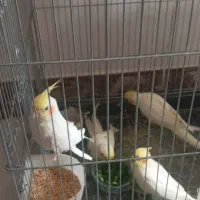 فروش جوجه عروس هلندی