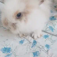 خرگوش هاب گوگولی