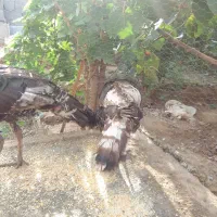 فروش خروس +غاز+بوقلمون|حیوانات مزرعه|گرمسار, |دیوار