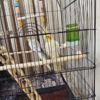 جفت عروس هلندی گل باقالی زیبا و بازیگوش|پرنده|تهران, یافتآباد|دیوار