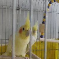 عروس نروماده مولد اماده جفت گیری