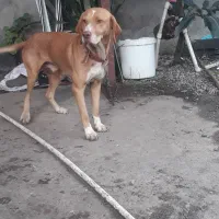 رودبنه|سگ|رودبنه, |دیوار