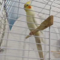 عروس هلندی لوتینو نر چشم شرابی