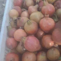 انار آبگیری|خوردنی و آشامیدنی|تفت, |دیوار