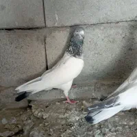 کبوتر فروشی پاکستانی|پرنده|سندرک, |دیوار