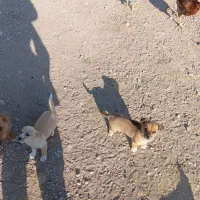 واگذاری پاکوتا