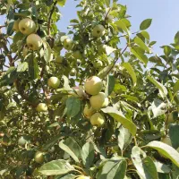 سیب گلاب شفیع ابادی