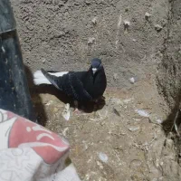دم سفید جفتگاه