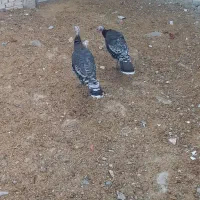 دوعدد بوقلمون نر