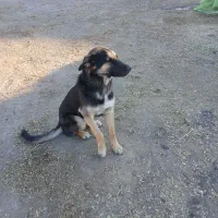 سگ ژرمن|سگ|مشکیندشت, |دیوار