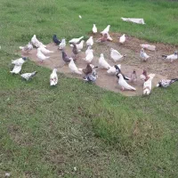 کبوتر جفتگاهی