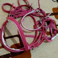 دهنه و کله گیر،عرق گیر ،سینه بند|اسب و تجهیزات اسبسواری|بوشهر, |دیوار