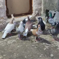 نروماده سار وساده