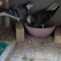 کفتر یا کبوتر دمگیر|پرنده|شاهین‌شهر, مخابرات (شهید بهشتی)|دیوار