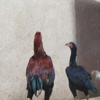 مرغ لاری مشکی ی تیغ