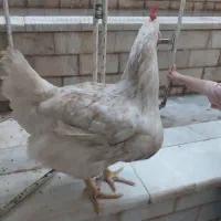 مرغ
