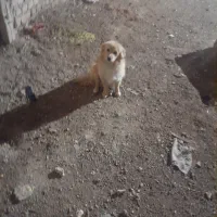 حیوان|سگ|اصفهان, کوجان|دیوار