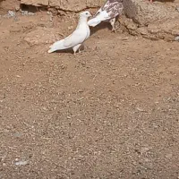 کبوتر کله و ماهی