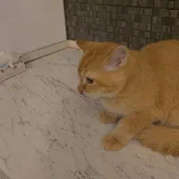 نوه عزیزم|گربه|ارومیه, |دیوار