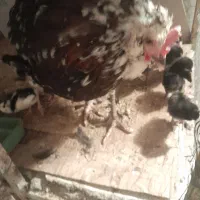 بوقلمون|حیوانات مزرعه|رباط‌کریم, شهرک صنعتی نصیرآباد|دیوار