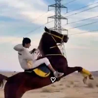 اسب نژاد عرب