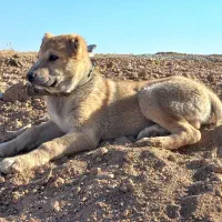 توله سگ سرابی نر اصیل|سگ|کرمانشاه, |دیوار