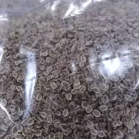 بذر شوید گاوریش