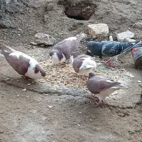 کبوتر|پرنده|نهبندان, |دیوار