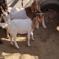 گوسفند شیروار برای نگهداری یا کشتار