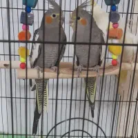 عروس هلندی