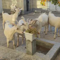 بزکل اصل سانن